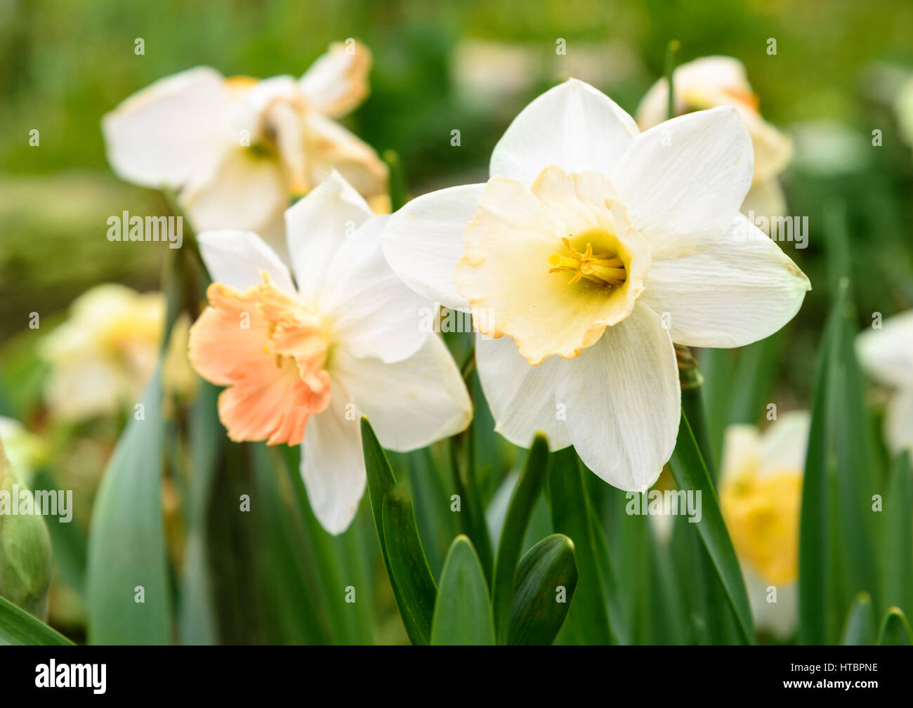 White narcissus flowers in the garden in spring. On background of green leaves Stock Photo