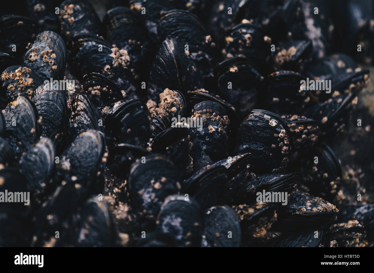 Abundance of living clams Stock Photo Alamy