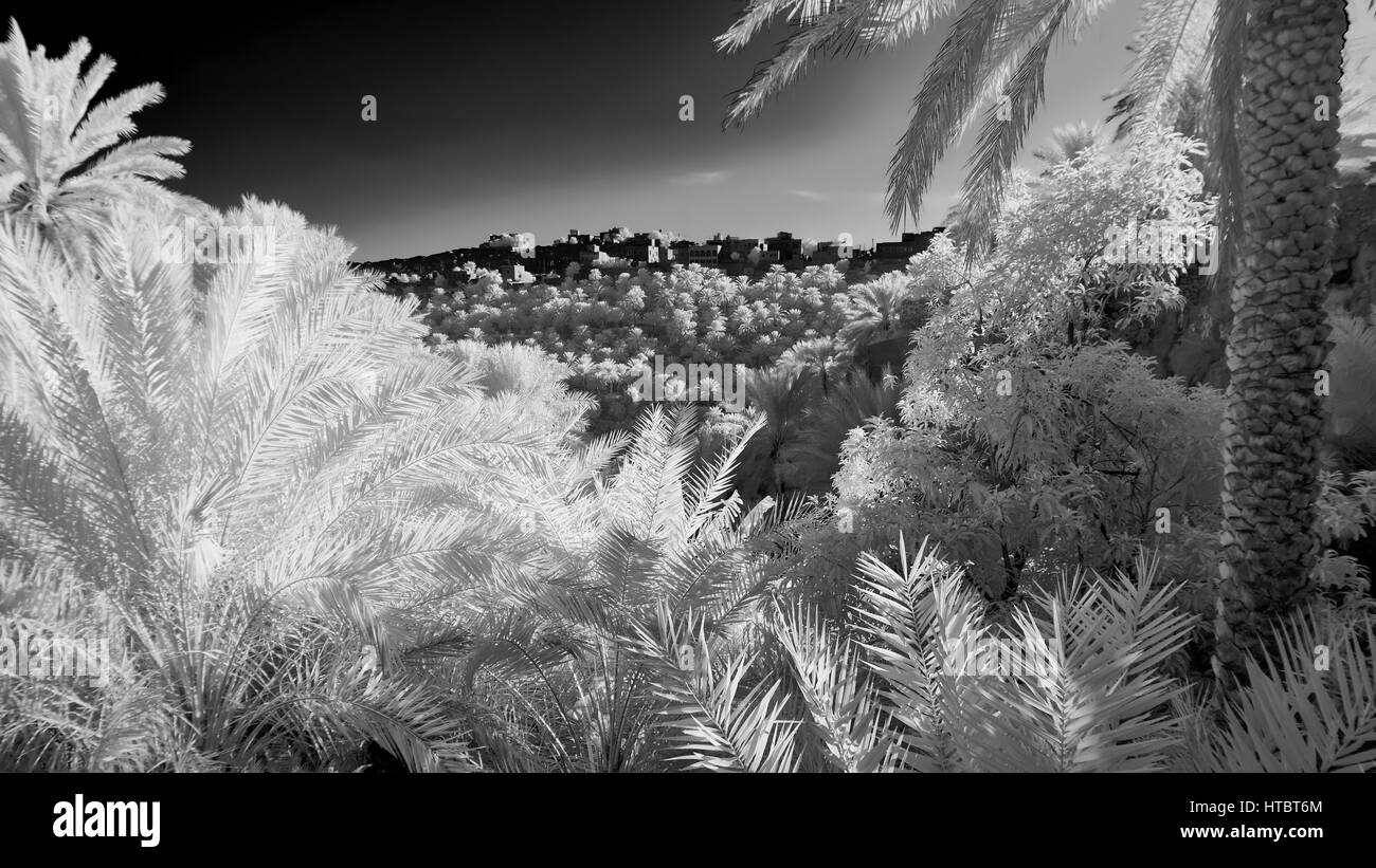 Infrared image of a grove of date palms with a village on the hill top in Oman Stock Photo