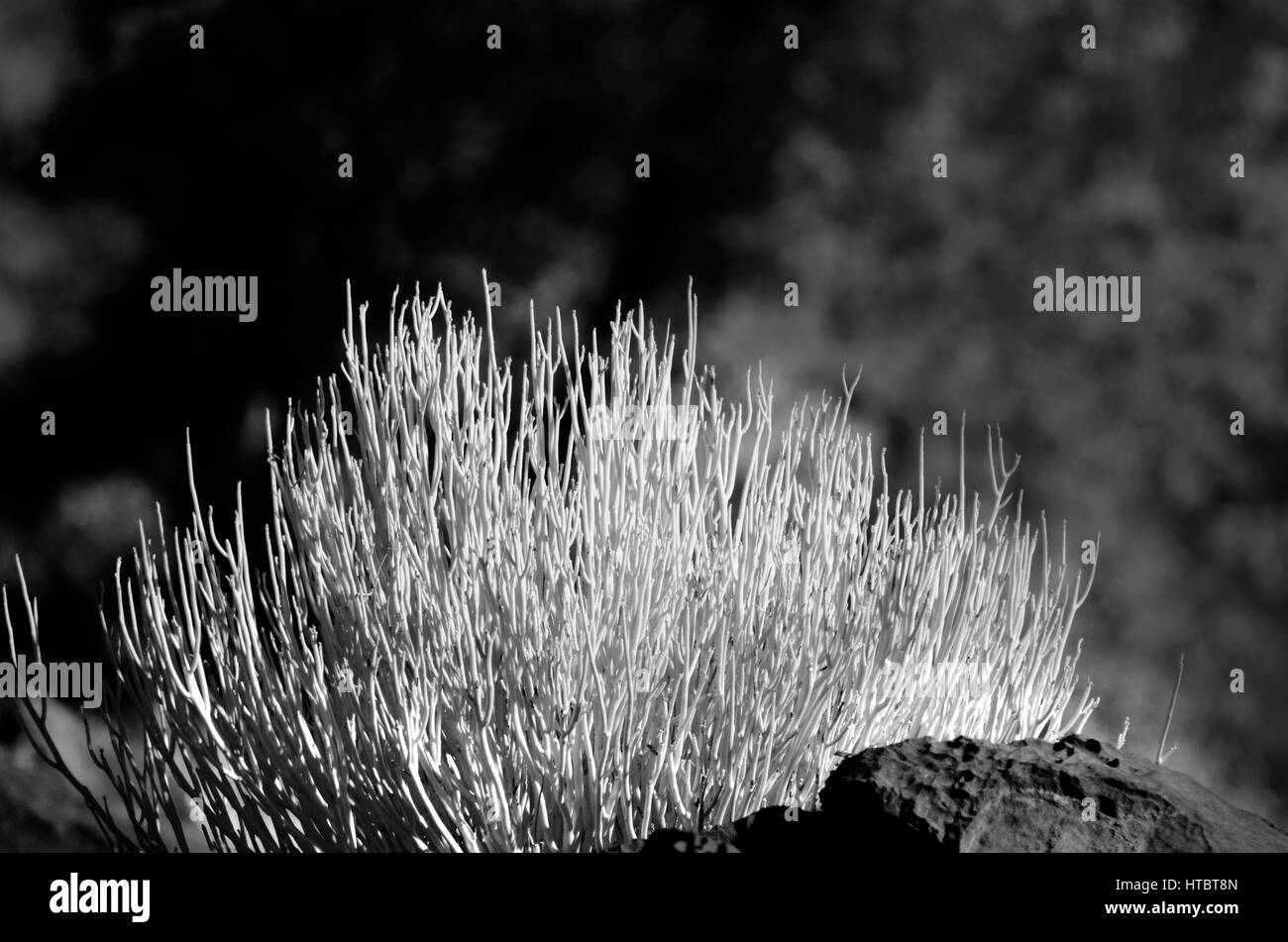 Rounded shrub Black and White Stock Photos & Images - Alamy