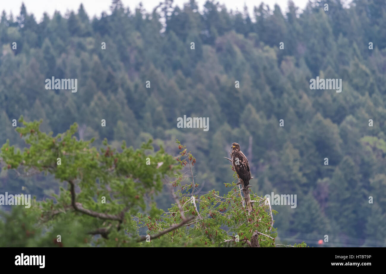 Bald eagle habitat hi-res stock photography and images - Alamy