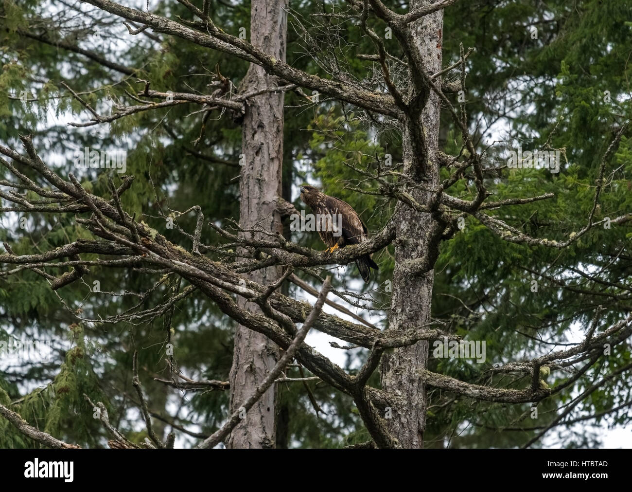 Bald eagle in habitat hi-res stock photography and images - Alamy