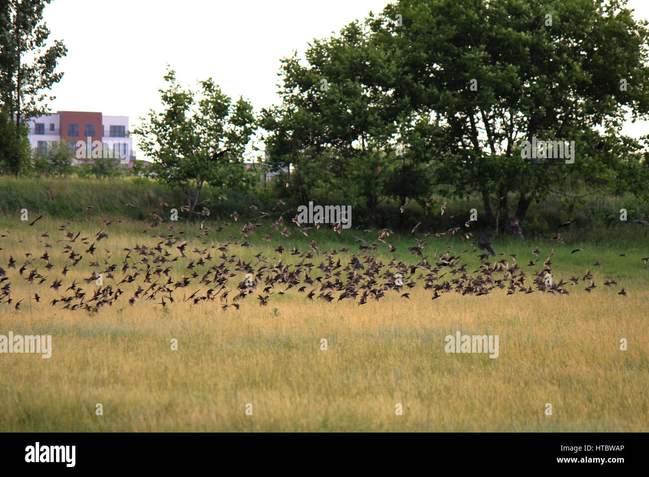 Picture of a flock of birds flying above ground Stock Photo - Alamy