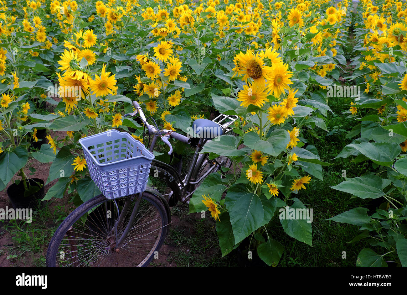 Bicycle at sunflower field of Dalat countryside, yellow flower bloom vibrant, a beautiful place for Da Lat travel in summer Stock Photo