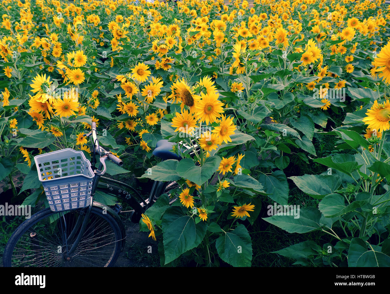 Bicycle at sunflower field of Dalat countryside, yellow flower bloom vibrant, a beautiful place for Da Lat travel in summer Stock Photo