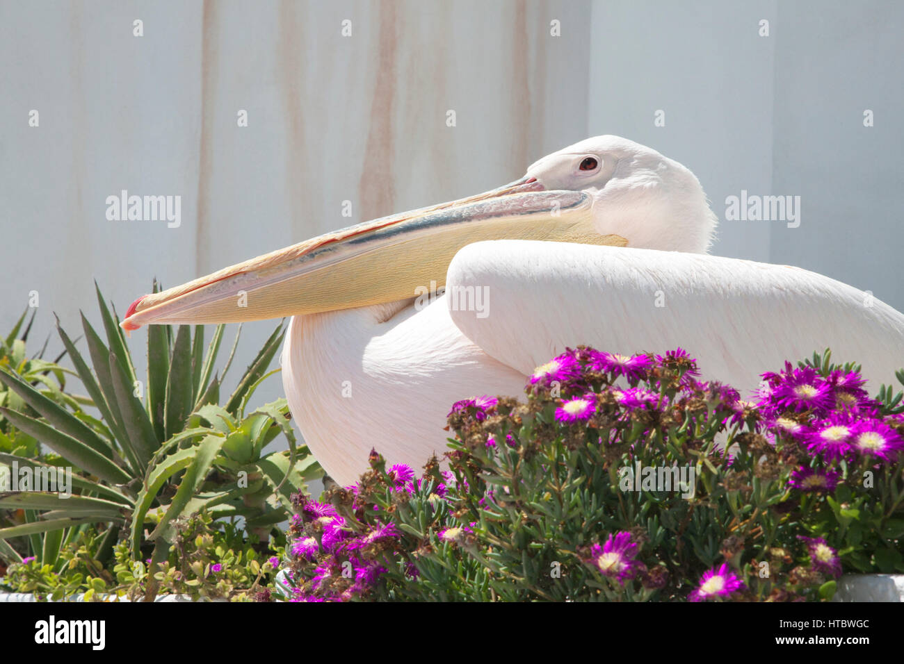Petros, a great white pelican (Pelecanus onocrotalus), the mascot of Mykonos, roosting in town flowerbed Stock Photo