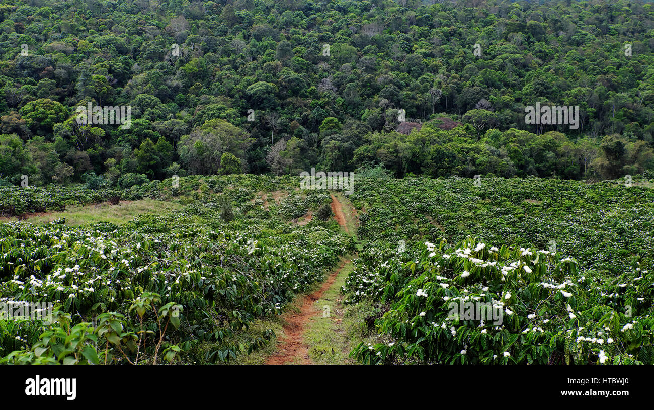 Situation deforest for agricultural development, jungle is reduce, a vast coffee plantation raise make problem for environment, coffee flower bloom at Stock Photo