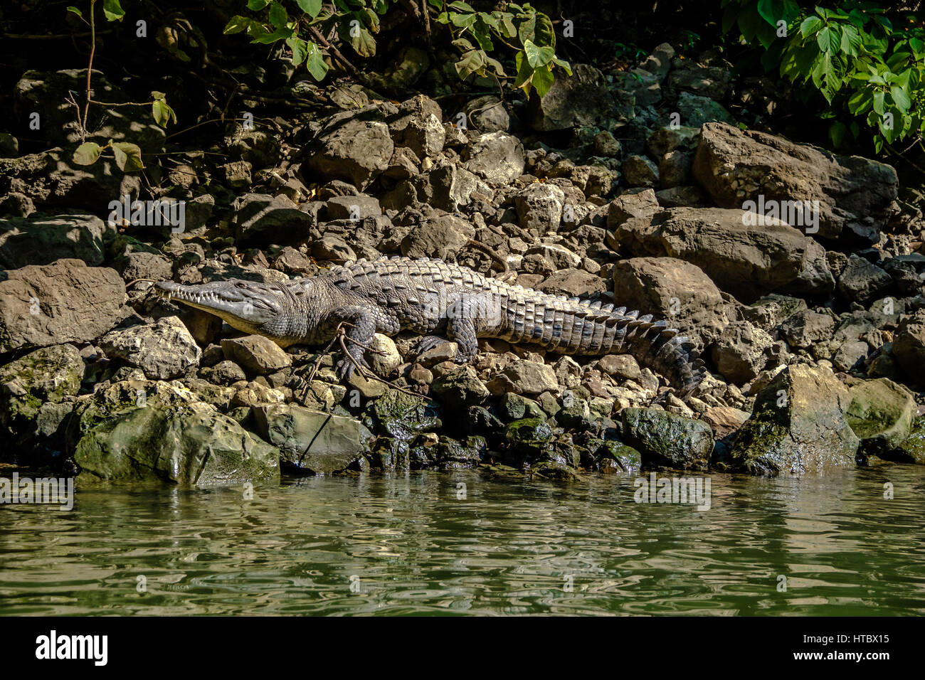 Crocodile at Sumidero Canyon - Chiapas, Mexico Stock Photo