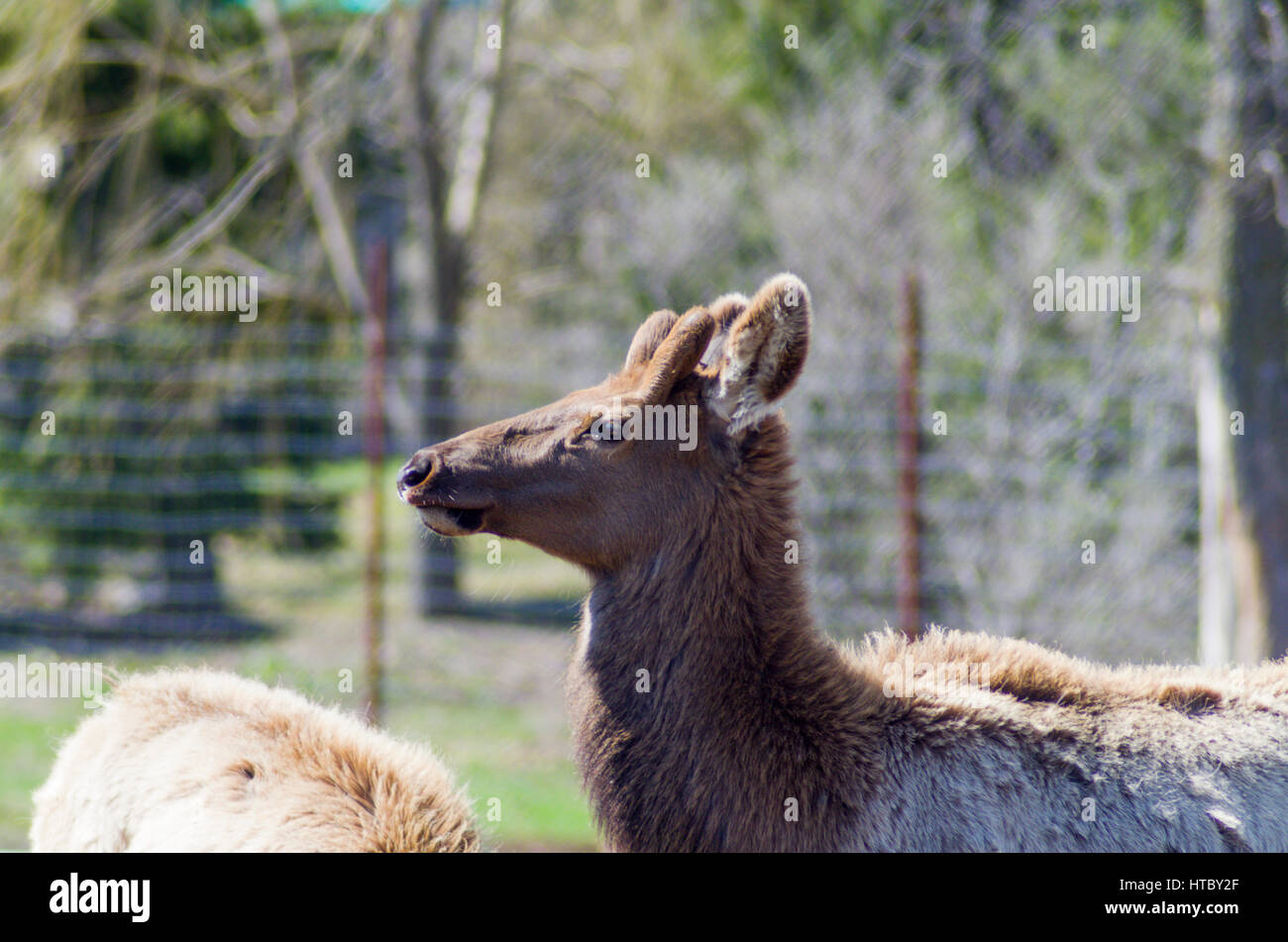 elk at an elk ranch Stock Photo - Alamy