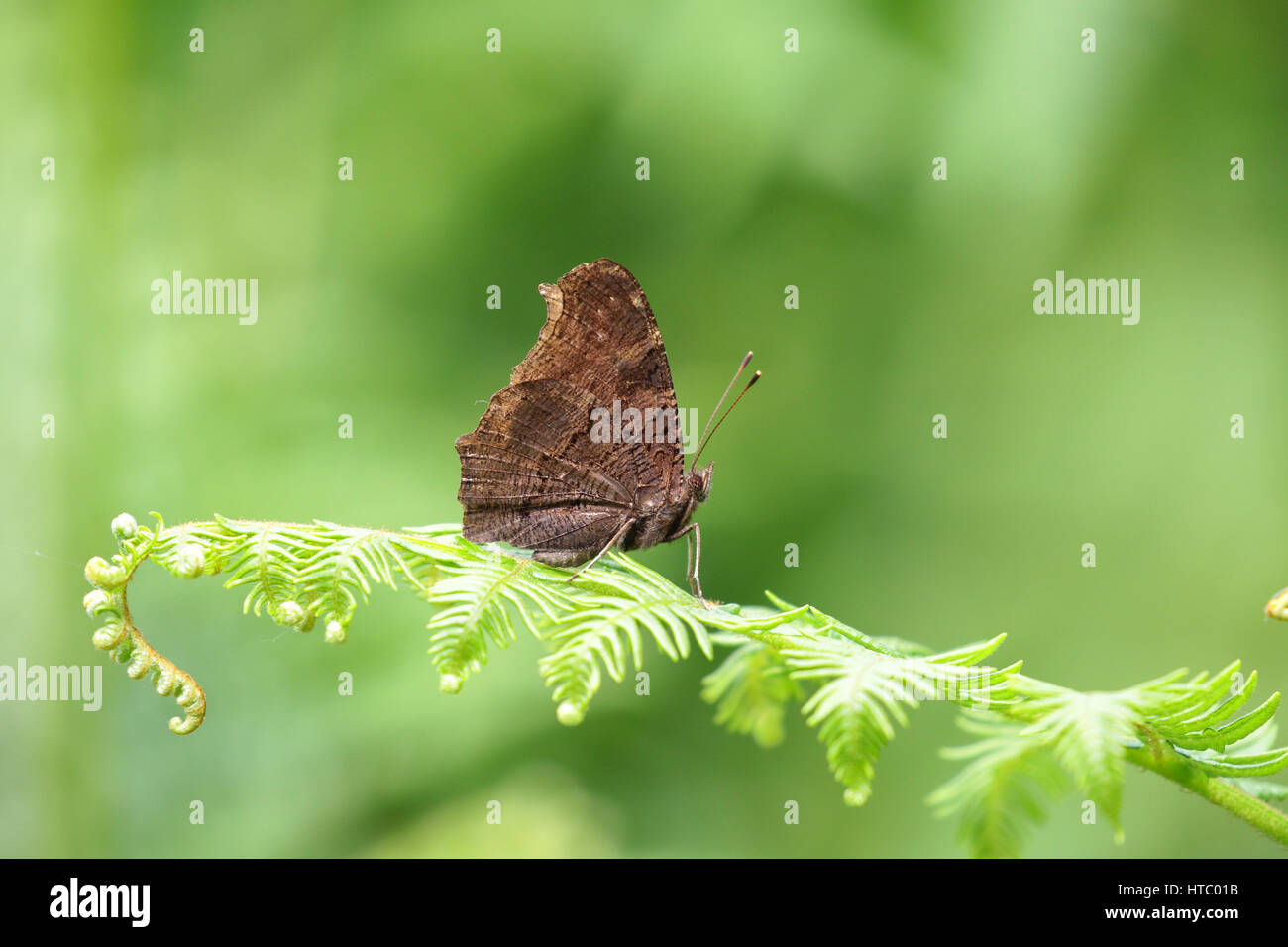 Peacock butterfly resting on a new fern leaf with out of focus green background. Stock Photo