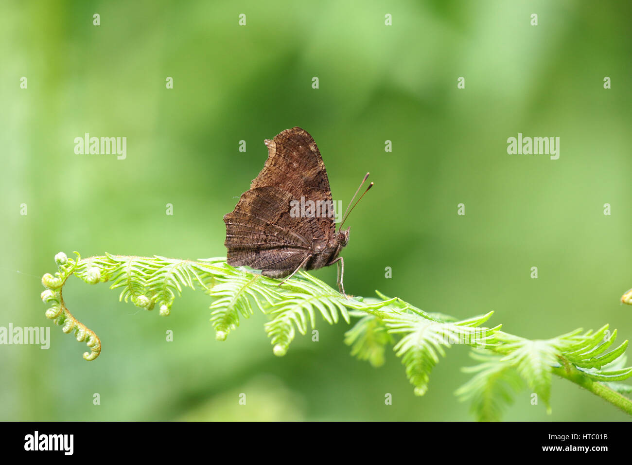 Peacock butterfly resting on a new fern leaf with out of focus green ...