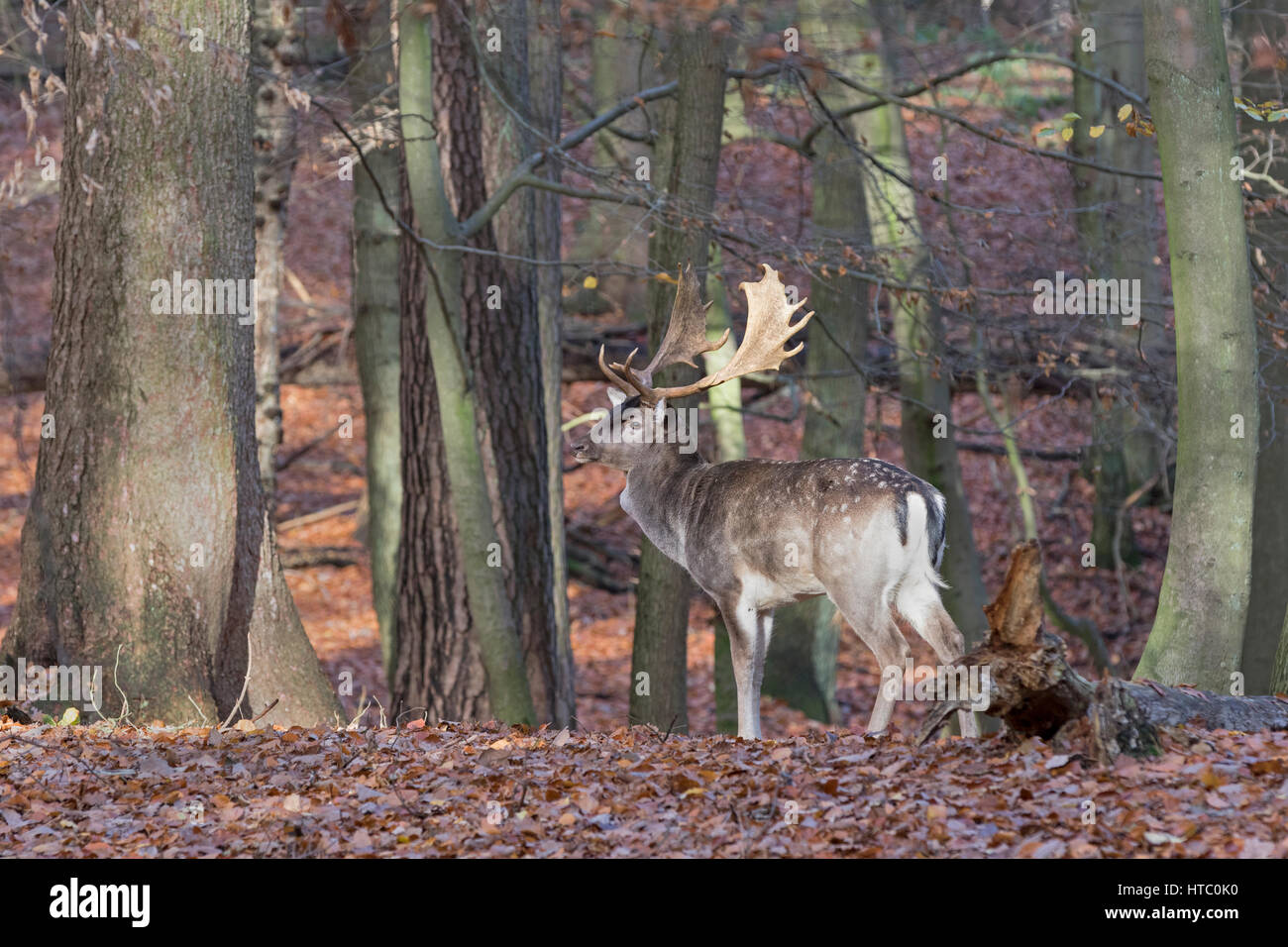 Fallow deer (Dama dama) in forest, Schleswig-Holstein, Germany, Europe Stock Photo
