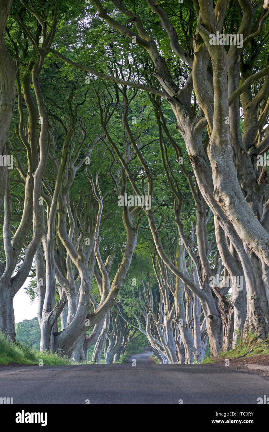 Beech tree avenue, The Dark Hedges, Ballymoney, County Antrim, Northireland, Great Britain, Europe Stock Photo