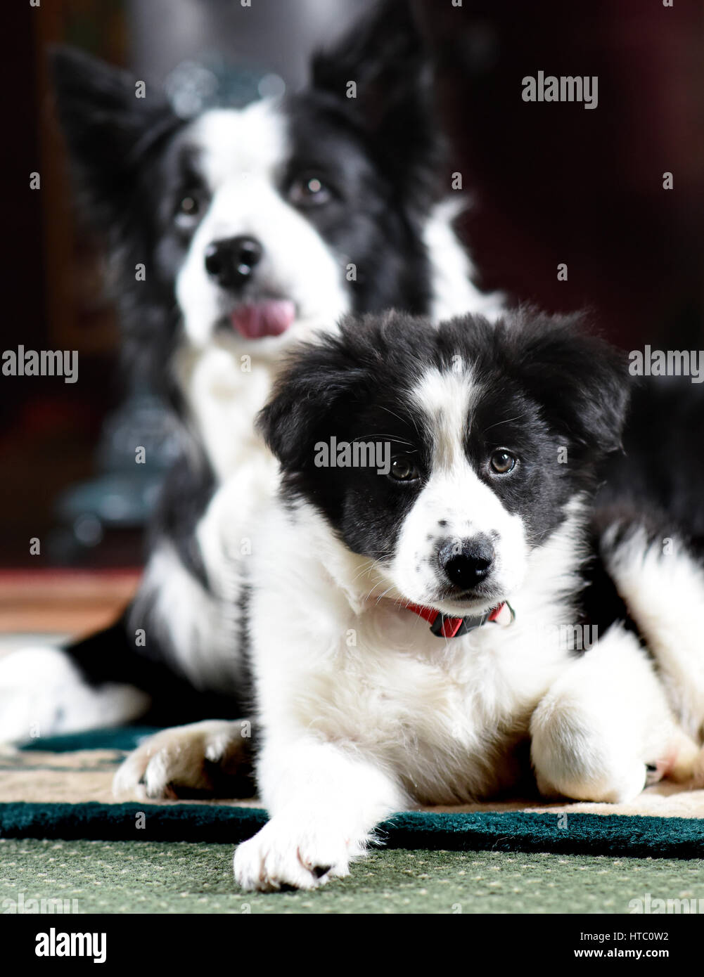 Cute border collie puppy dog dogs Stock Photo