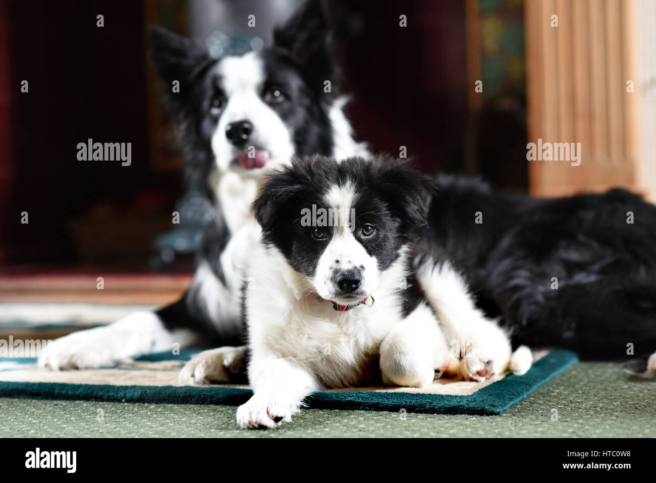 Cute border collie puppy dog dogs Stock Photo