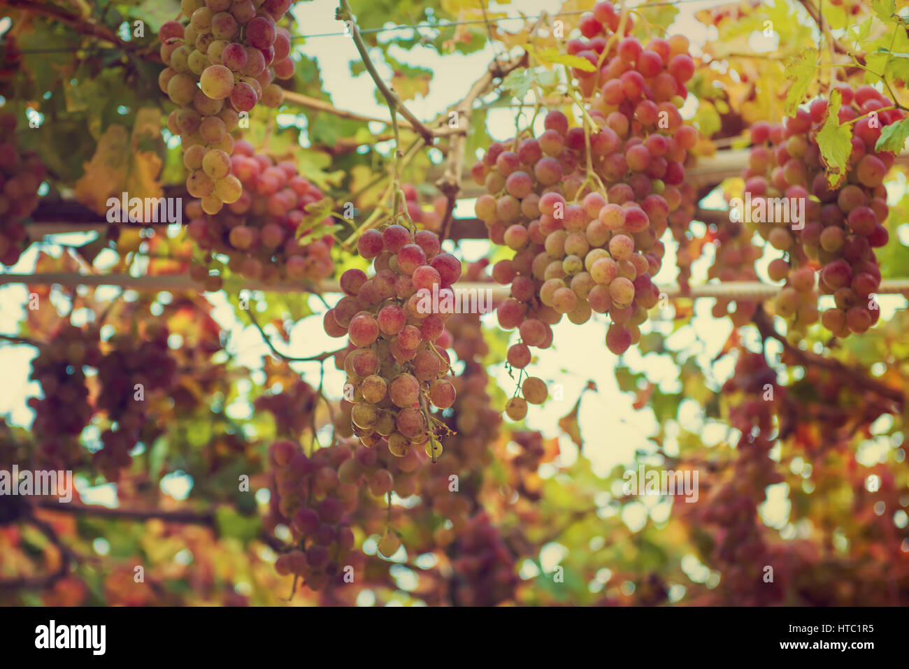 Grapes in the garden Stock Photo - Alamy