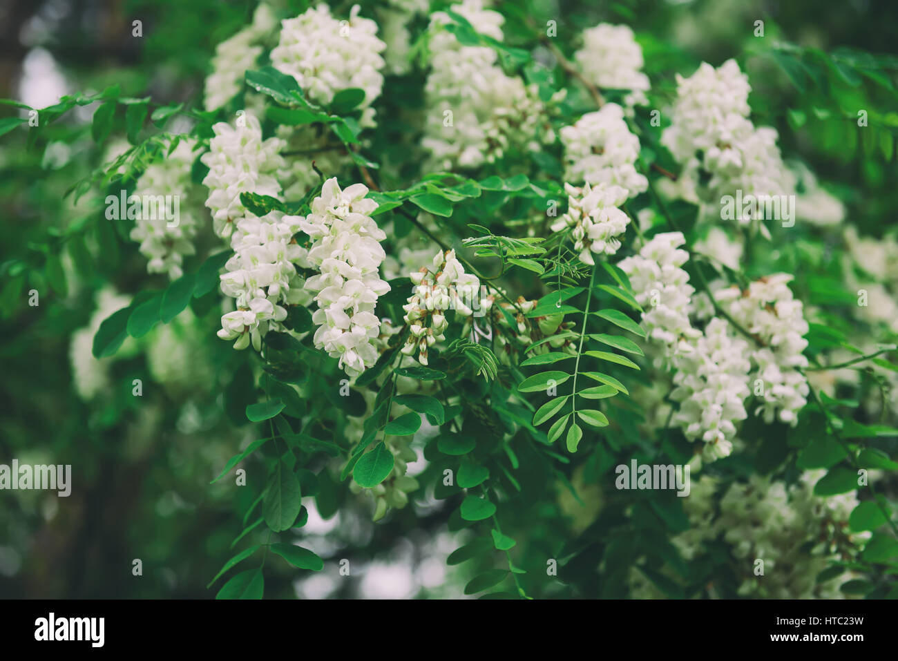 Kamini Orange Jasemine Murraya Paniculata
