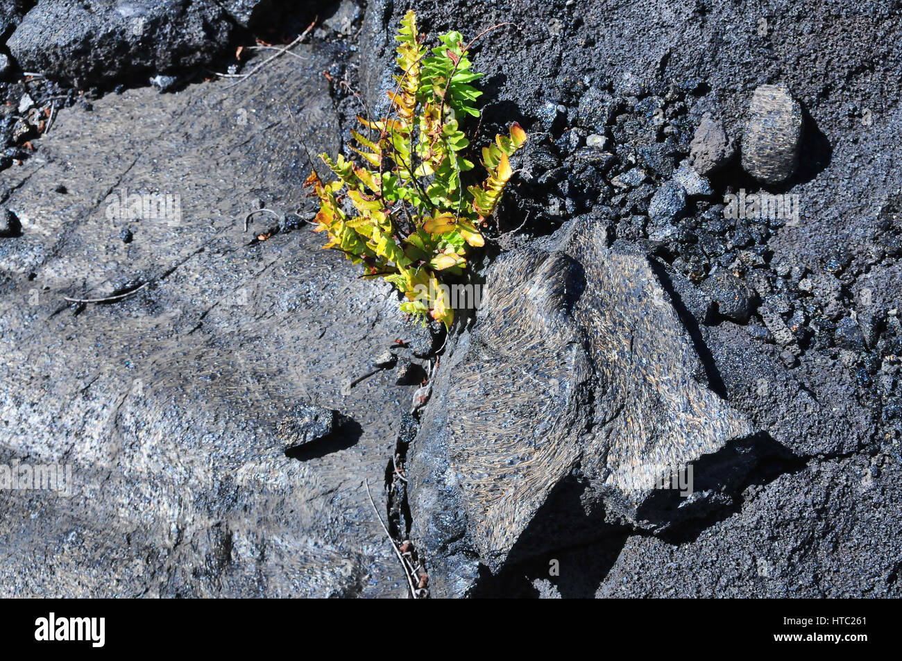 Plant volcanic lava rock hawaii hires stock photography and images Alamy
