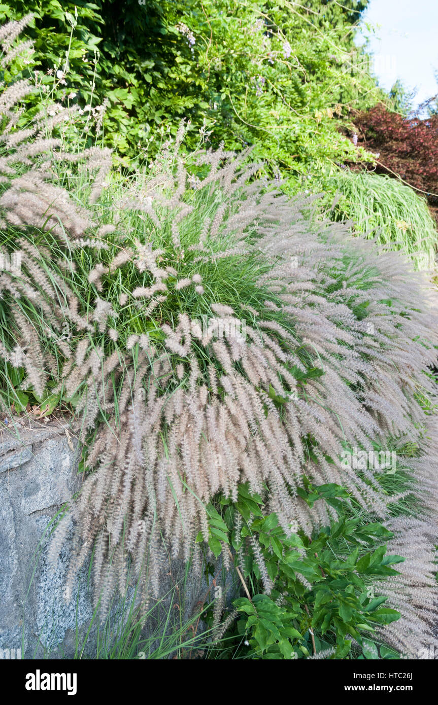 ornamental grass plumes Stock Photo