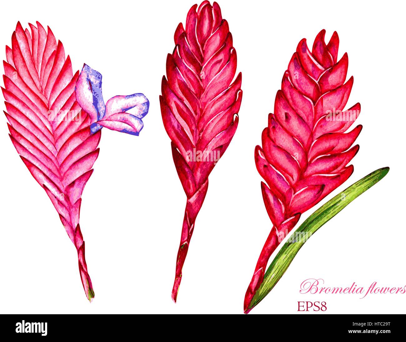 3 flowers of bromelia. Vector watercolor botanical illustration. Isolated on white background. Set of tillandsia cyanea for your design. Stock Vector