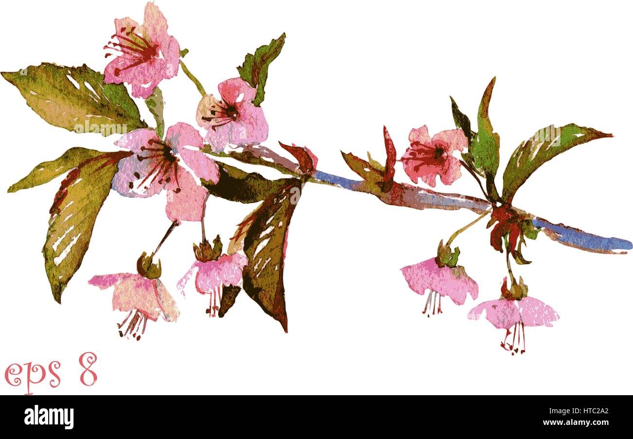 Hand painted watercolor illustration of cherry blossom, sakura branch ...