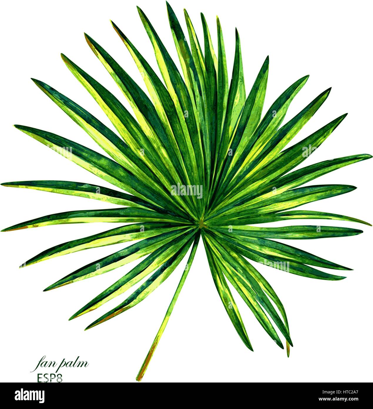 Hand painted vector watercolor palmetto tree. Botanical illustration of fan shaped palm leaf, isolated on white background. Stock Vector