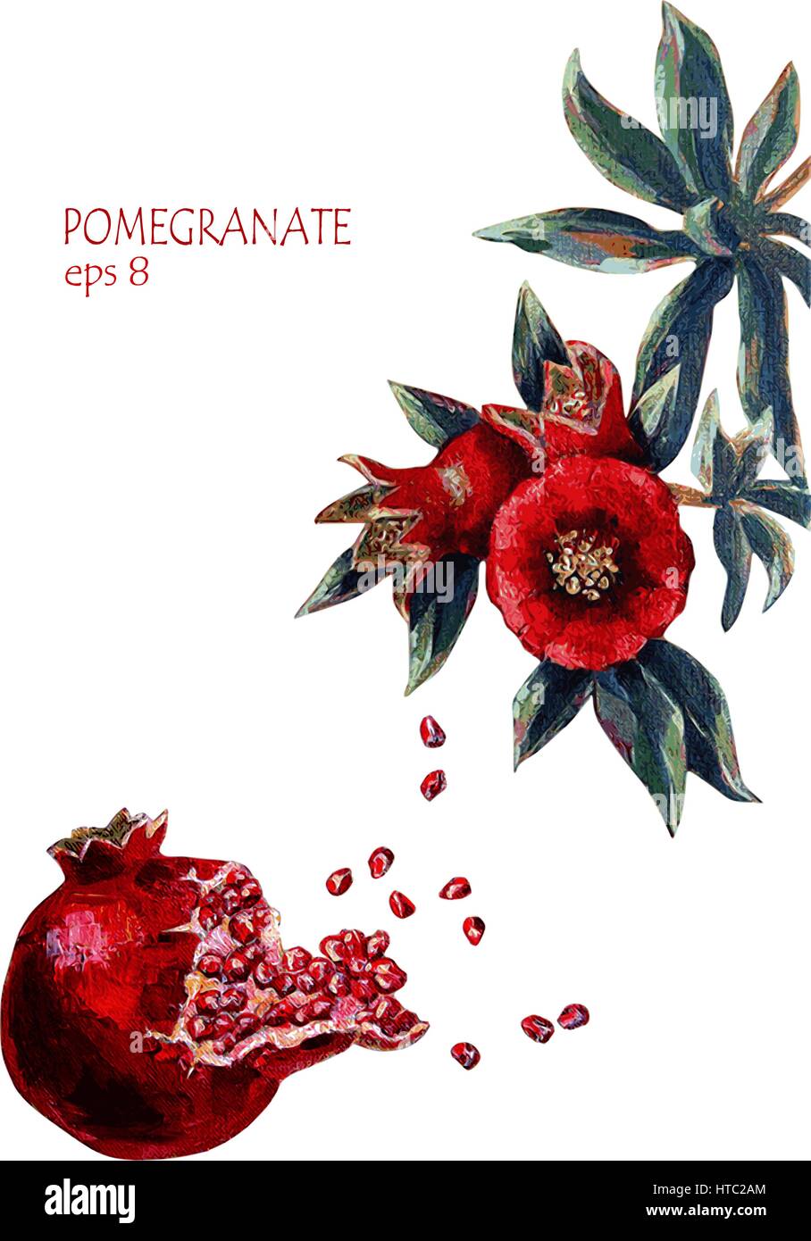 Download Set Of Pomegranate Branch With Flowers And Fruits And A Ripe Fruit Bursting With Seeds Isolated Acrylic Handmade Painting On White Background Stock Vector Image Art Alamy