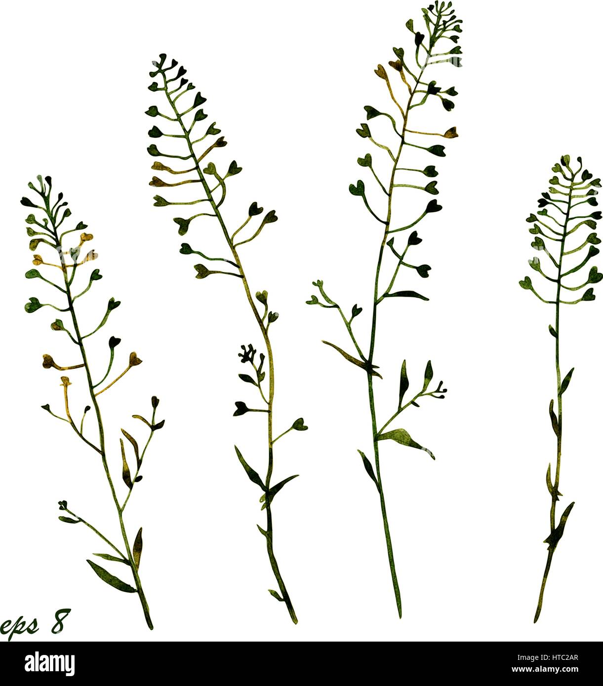 Shepherd's Purse. Handmade watercolor floral motive, a set of beautiful