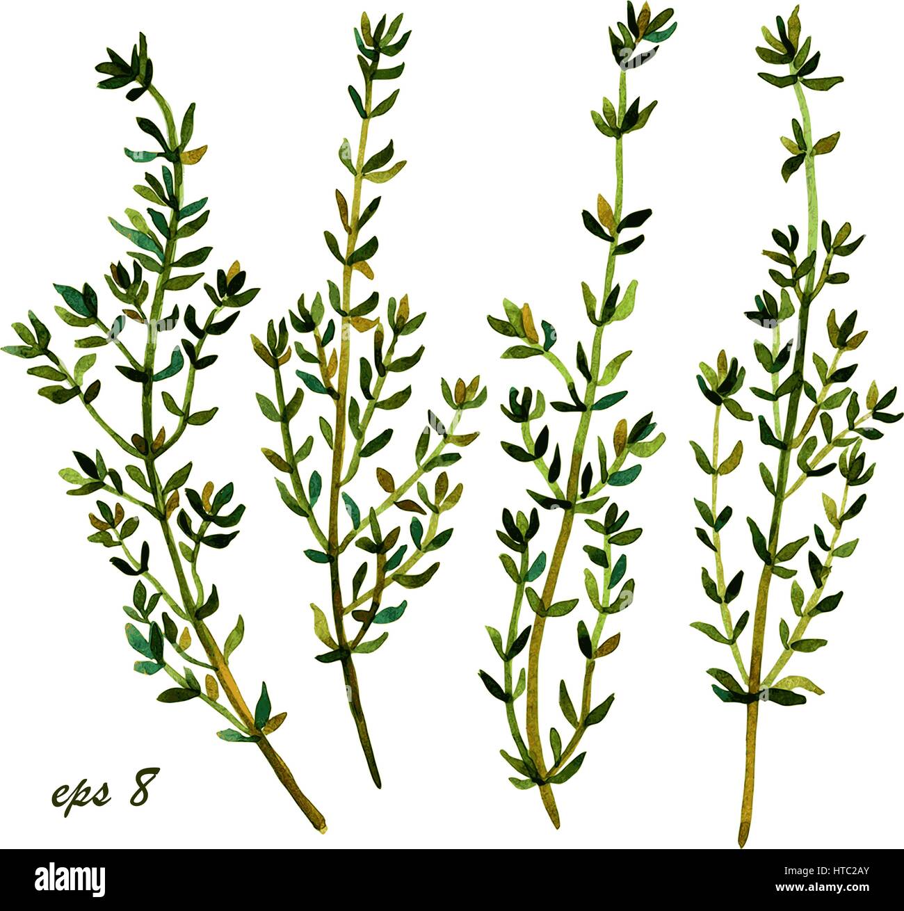 Thymus Plant Drawing