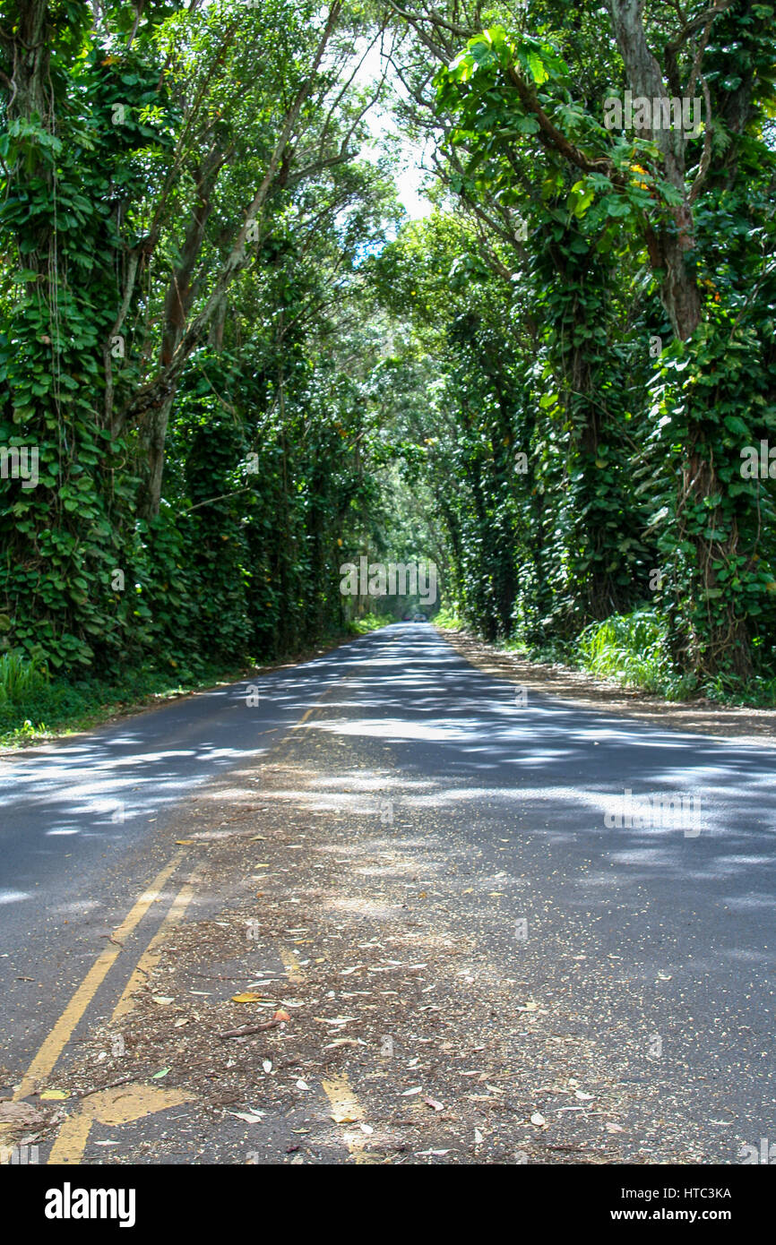 A long narrow tree tunnel along the road in Kaui, Hawaii, with the sun
