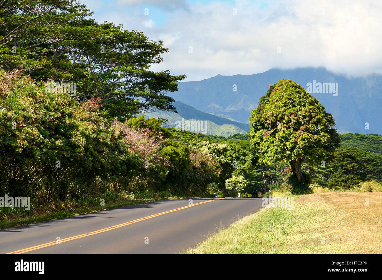 A mango tree on the side of the road in Poipu, Kauai, Hawaii with mountains in the background