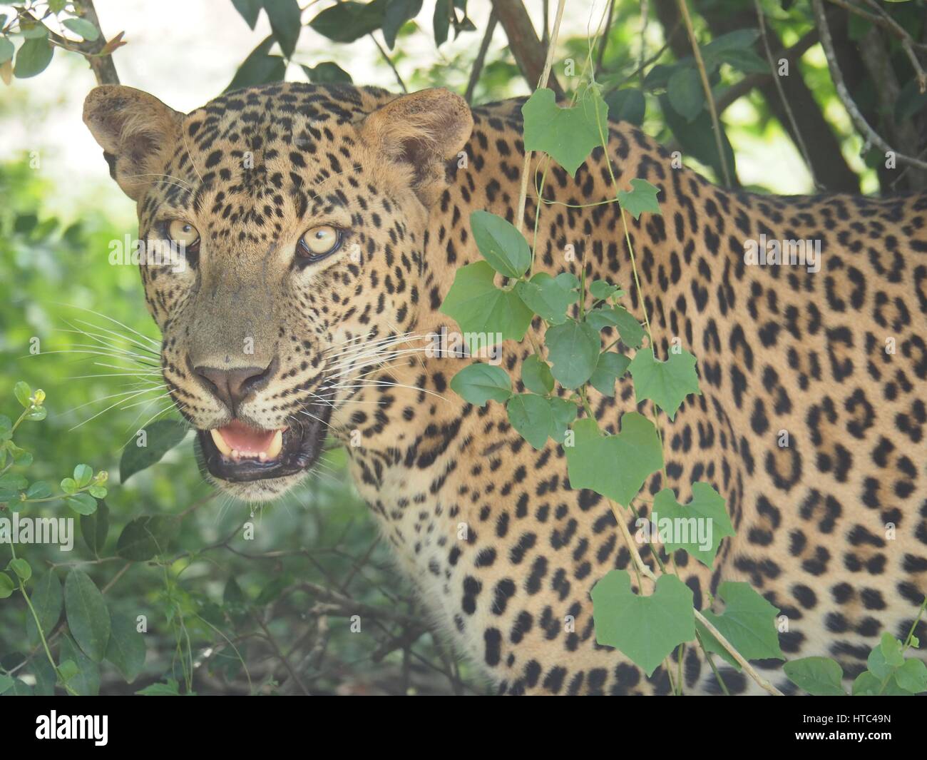 Animals with sharp teeth hi-res stock photography and images - Alamy
