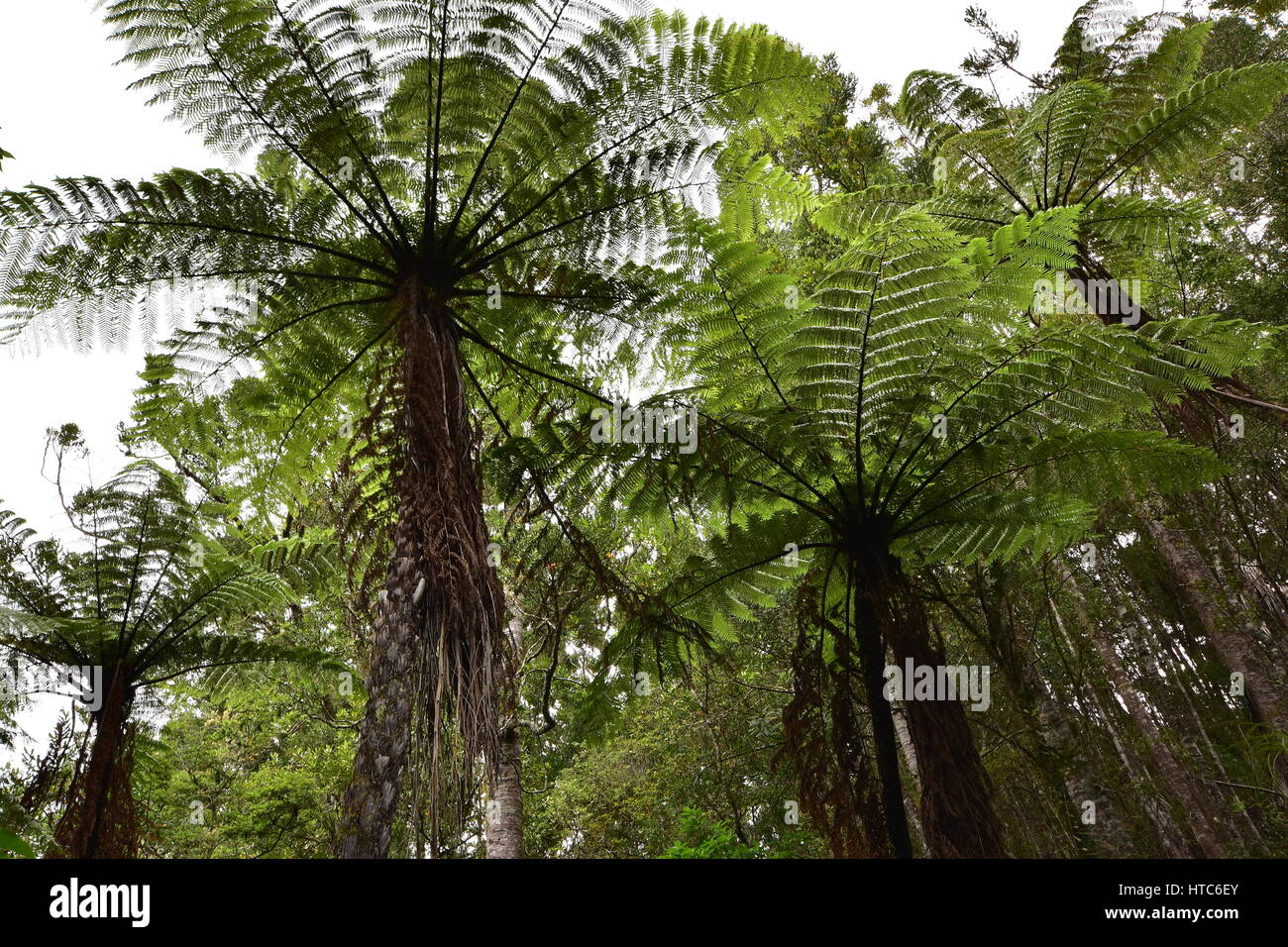 Giant tree ferns new zealand hi-res stock photography and images - Alamy