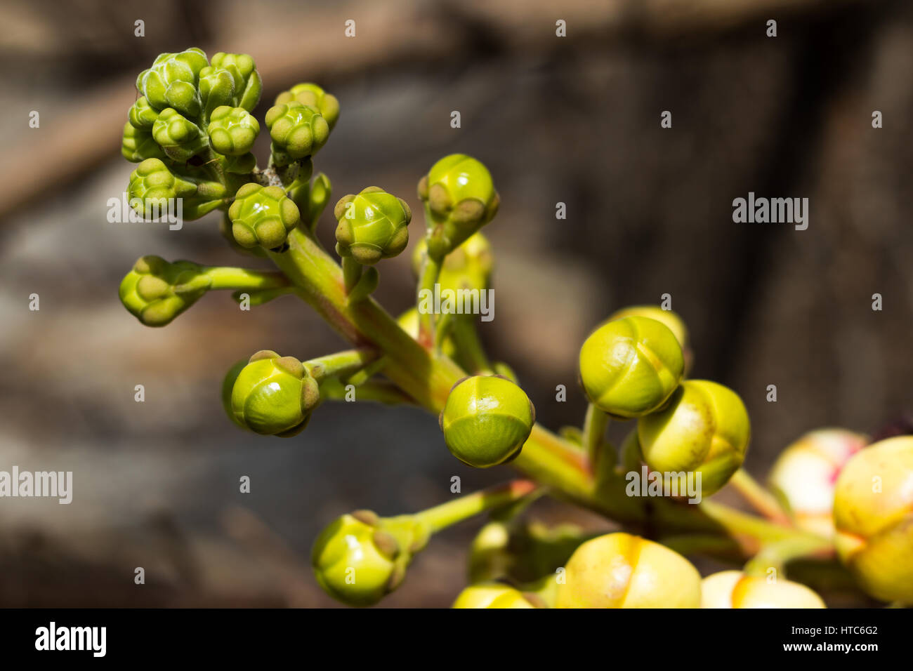 Sal tree hi-res stock photography and images - Alamy