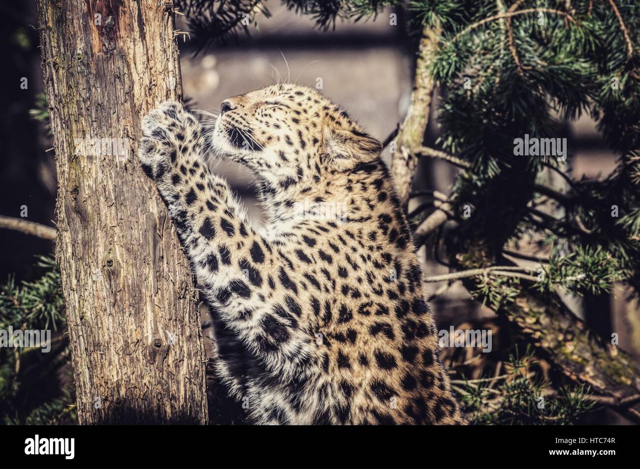 Amur Leopard, Twycross Zoo Stock Photo - Alamy