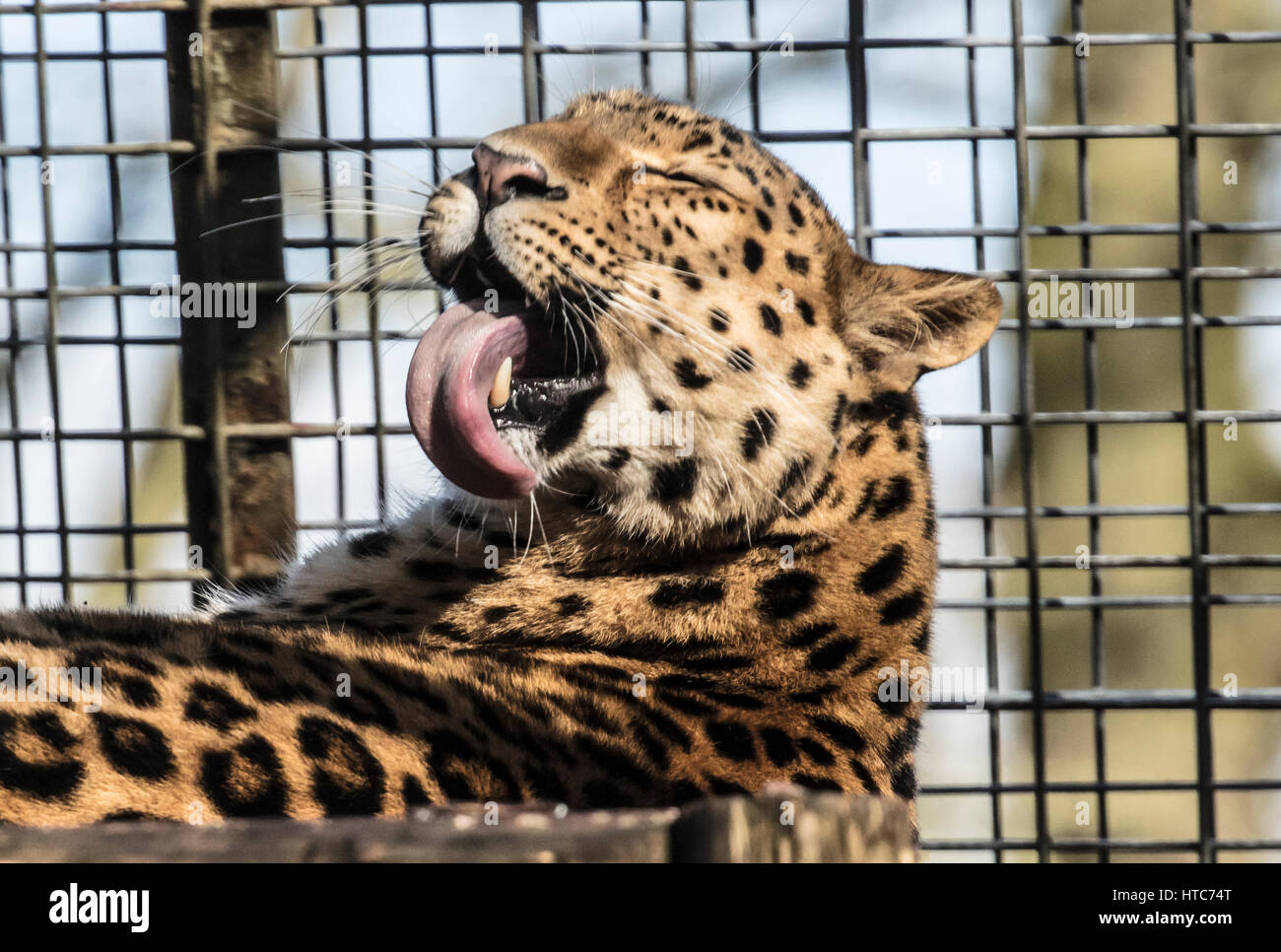 Amur leopard cat siberian leopard hi-res stock photography and images