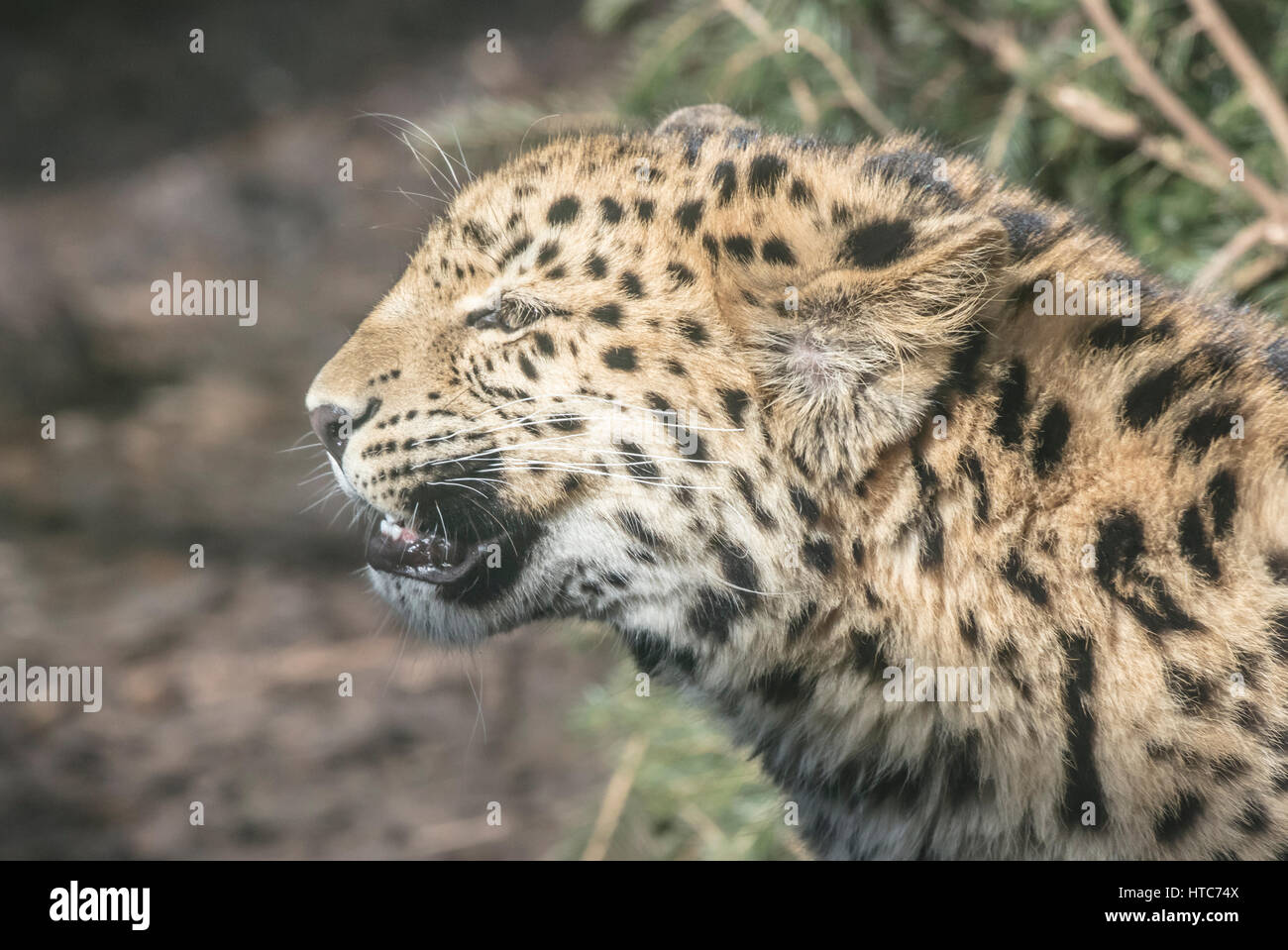Amur Leopard Cat Siberian Leopard Stock Photos & Amur Leopard Cat