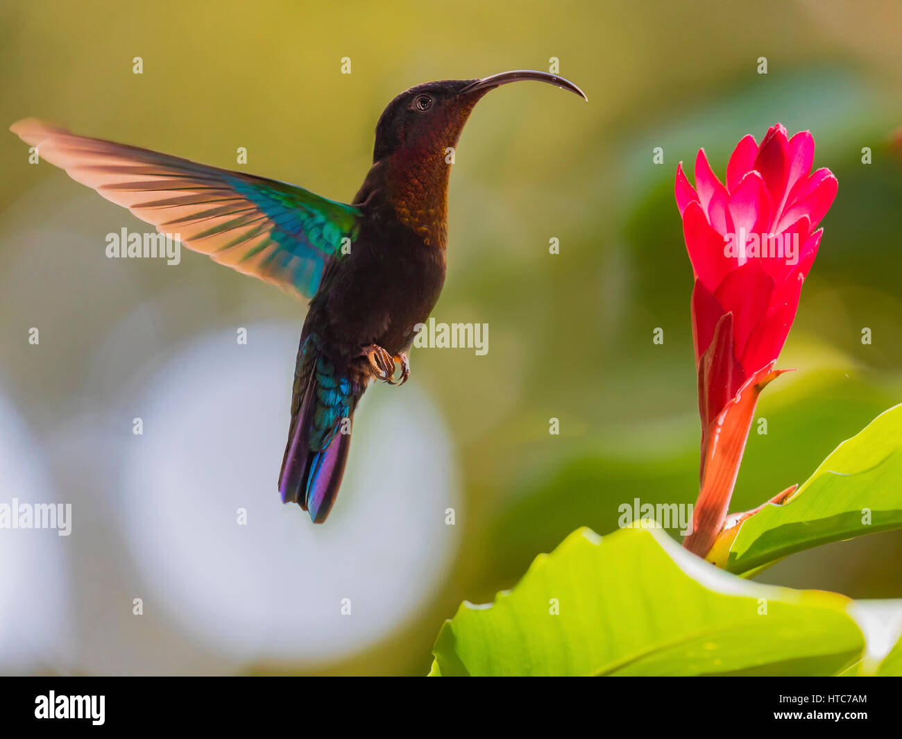 The Purple Throated Carib Hummingbird feeding from a flower Stock Photo
