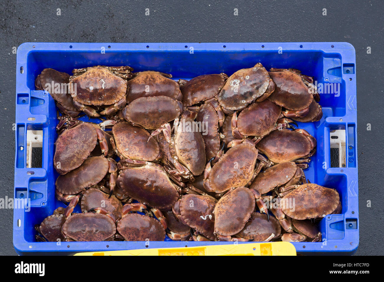 Box of Crabs Bridlington Yorkshire UK Stock Photo