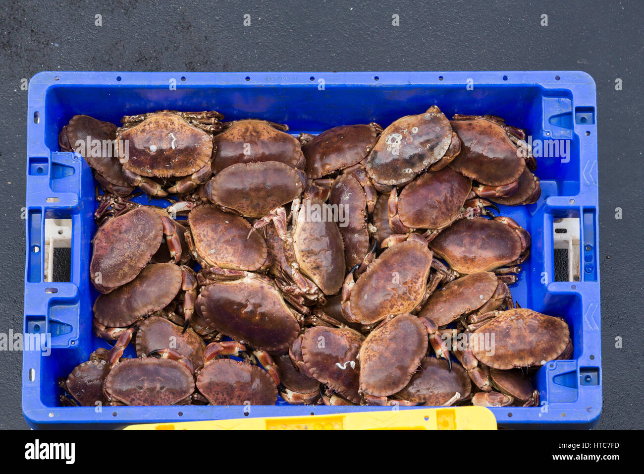 Selling Crab Stock Photos & Selling Crab Stock Images - Alamy