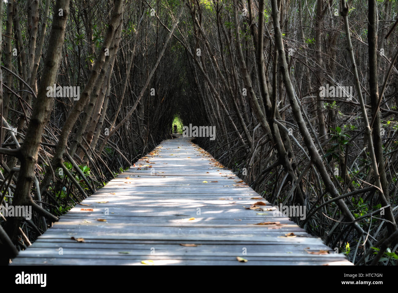 Tree tunnel, Wooden Bridge In Mangrove Forest at Laem Phak Bia, Phetchaburi, Thailand Stock Photo