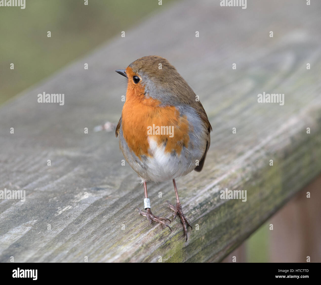 Robin feather detail hires stock photography and images Alamy