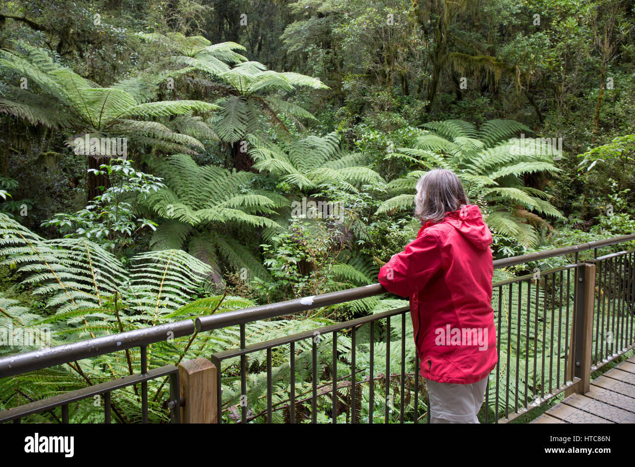 Milford Sound, Fiordland National Park, Southland, New Zealand. Visitor admiring native ferns from bridge over the Cleddau River near the Chasm. Stock Photo
