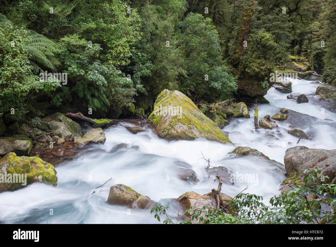 Hollyford Valley, Fiordland National Park, Southland, New Zealand. The foaming waters of Lake Marian Falls tumbling through native beech forest. Stock Photo