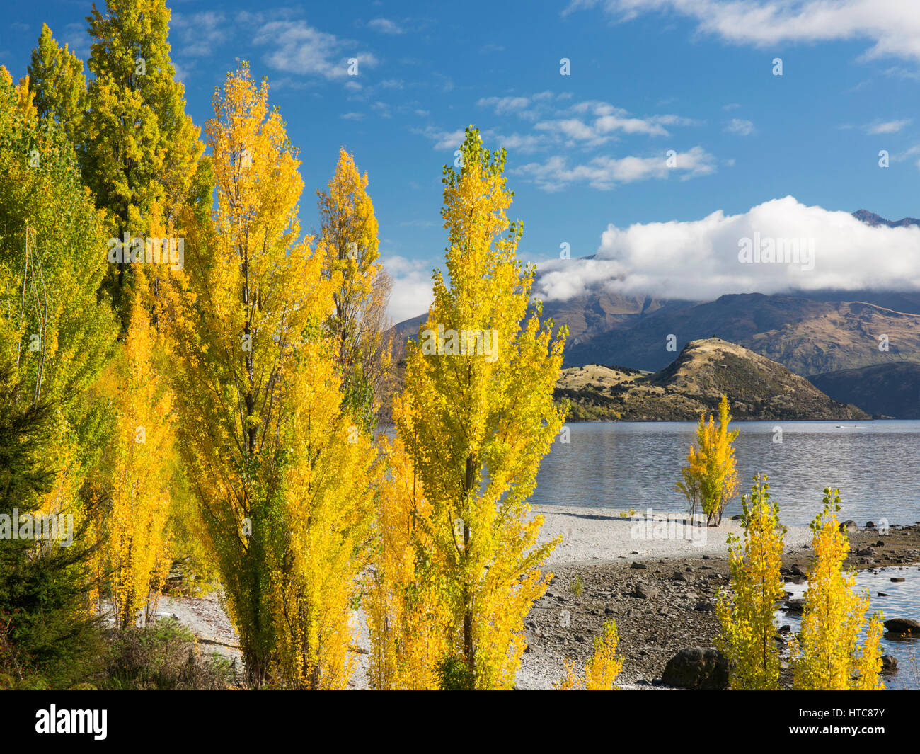 Wanaka, Otago, New Zealand. Poplars growing on the shore of Lake Wanaka at Roys Bay, autumn