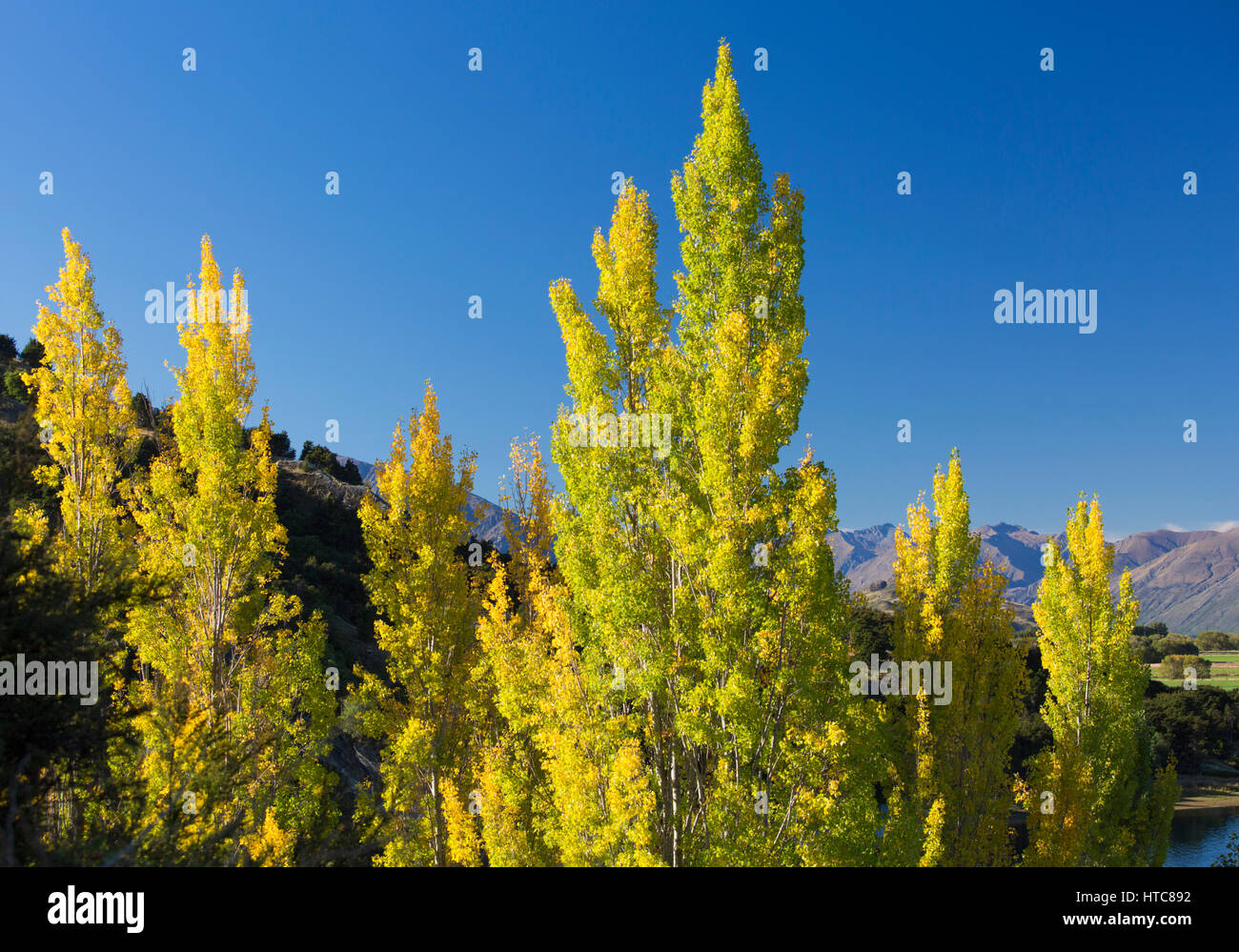 Wanaka, Otago, New Zealand. Sunlit poplars beneath a deep blue autumn sky, Parkins Bay, Lake Wanaka. Stock Photo