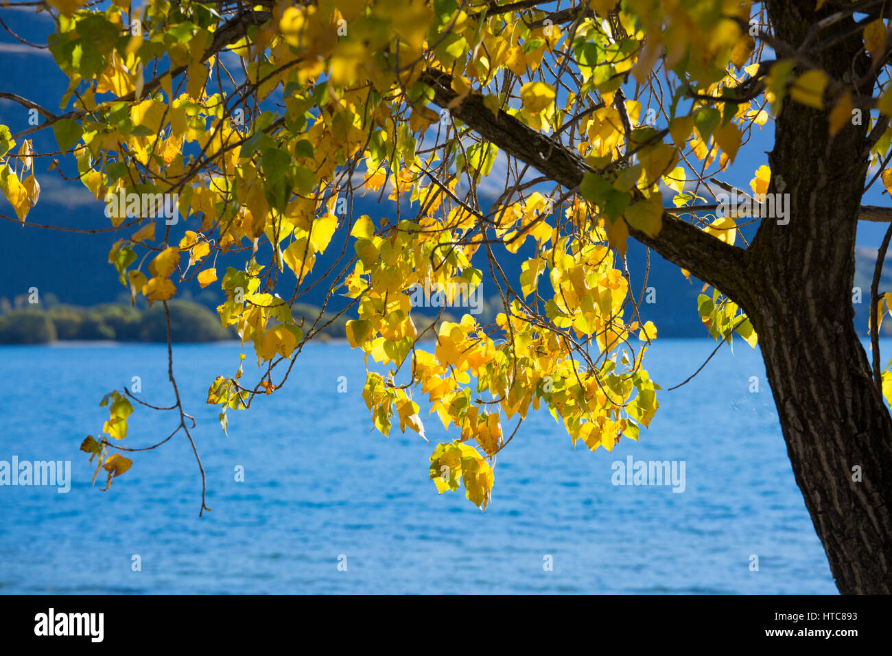 Wanaka, Otago, New Zealand. Golden poplar leaves illuminated by autumn sunshine at Glendhu Bay, Lake Wanaka. Stock Photo