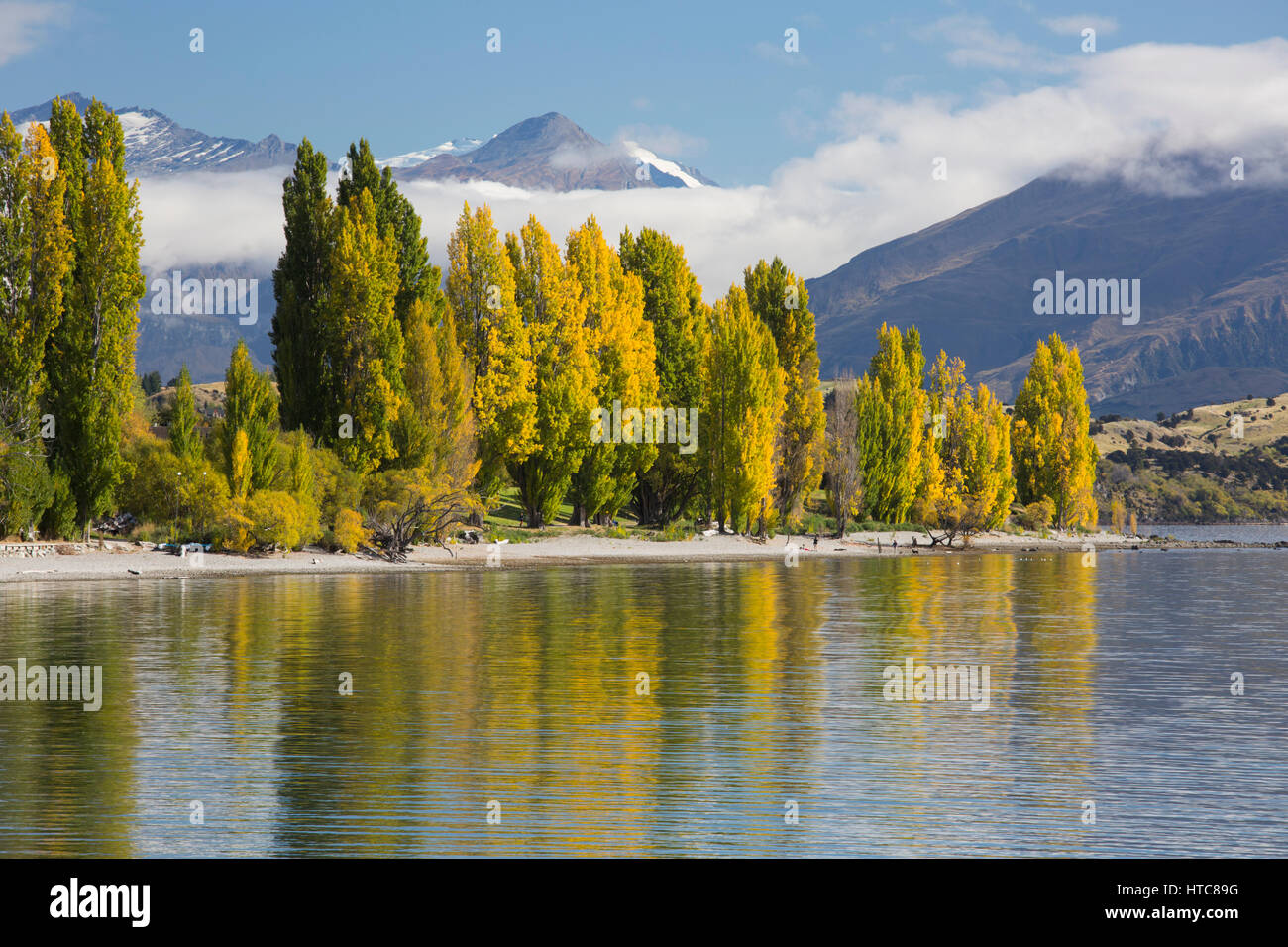 Wanaka, Otago, New Zealand. View across Roys Bay, autumn, golden poplars reflected in the tranquil waters of Lake Wanaka. Stock Photo