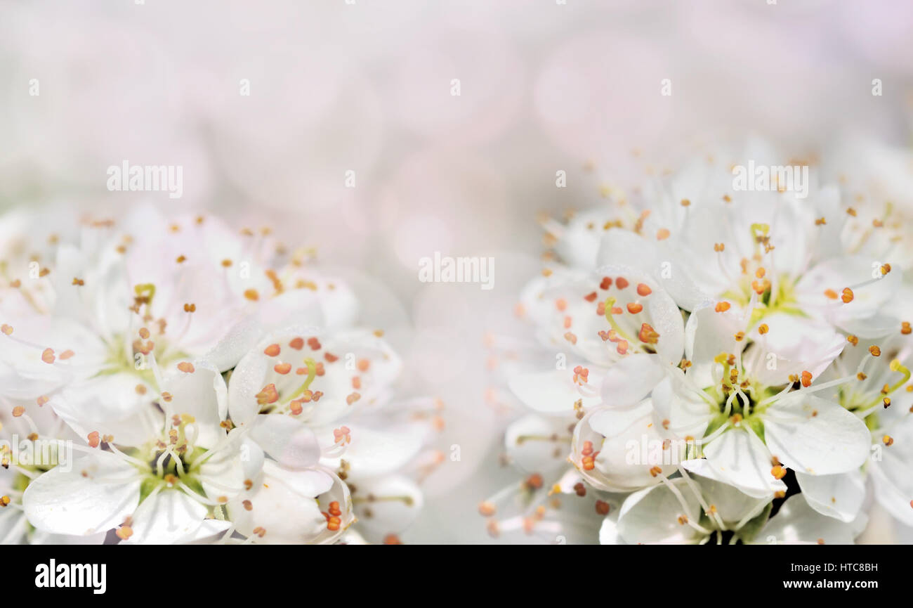 close up on cherry blossom flowers on blurred background Stock Photo ...