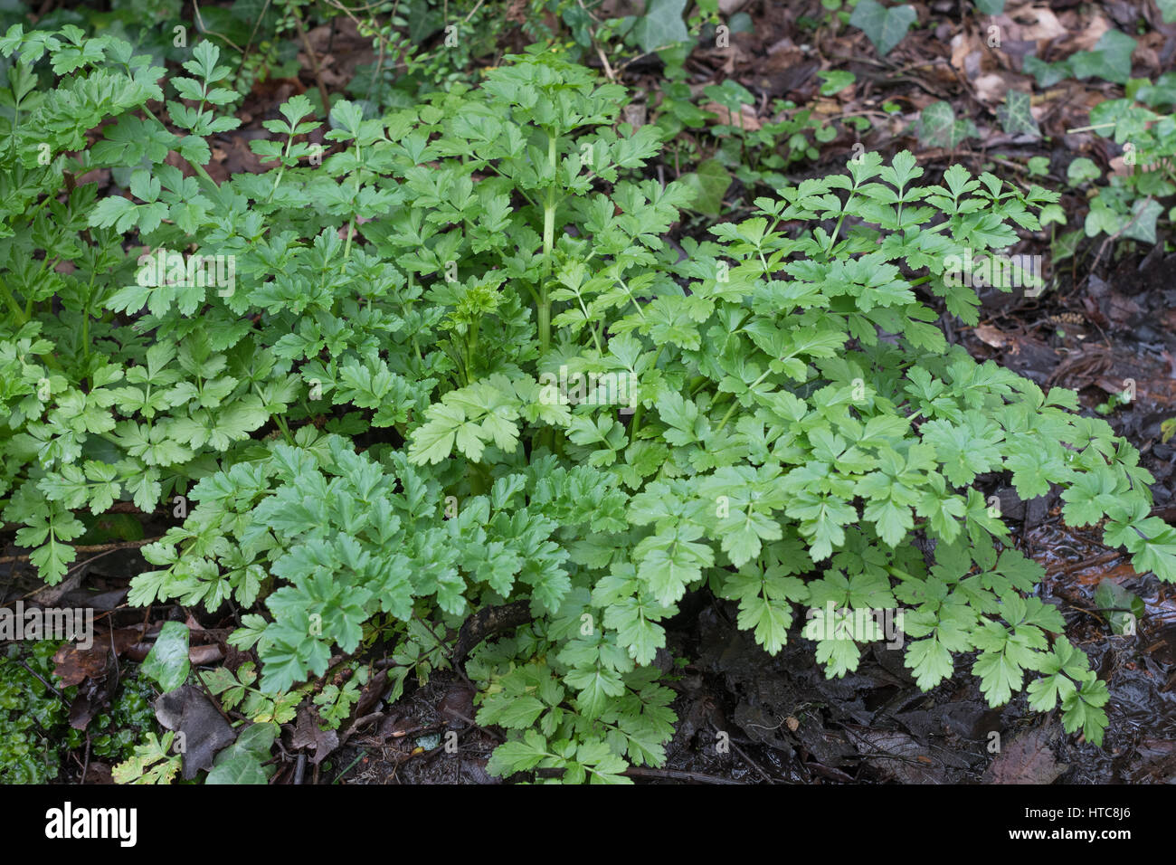 Young springtime shoots / growth of the poisonous Hemlock Water Dropwort / Oenanthe crocata. One of UK's most poisonous plants. Stock Photo